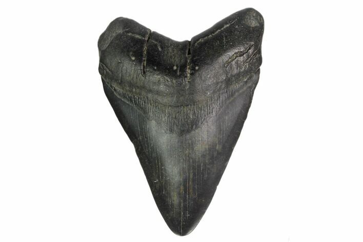 Fossil Megalodon Tooth - South Carolina #159445
